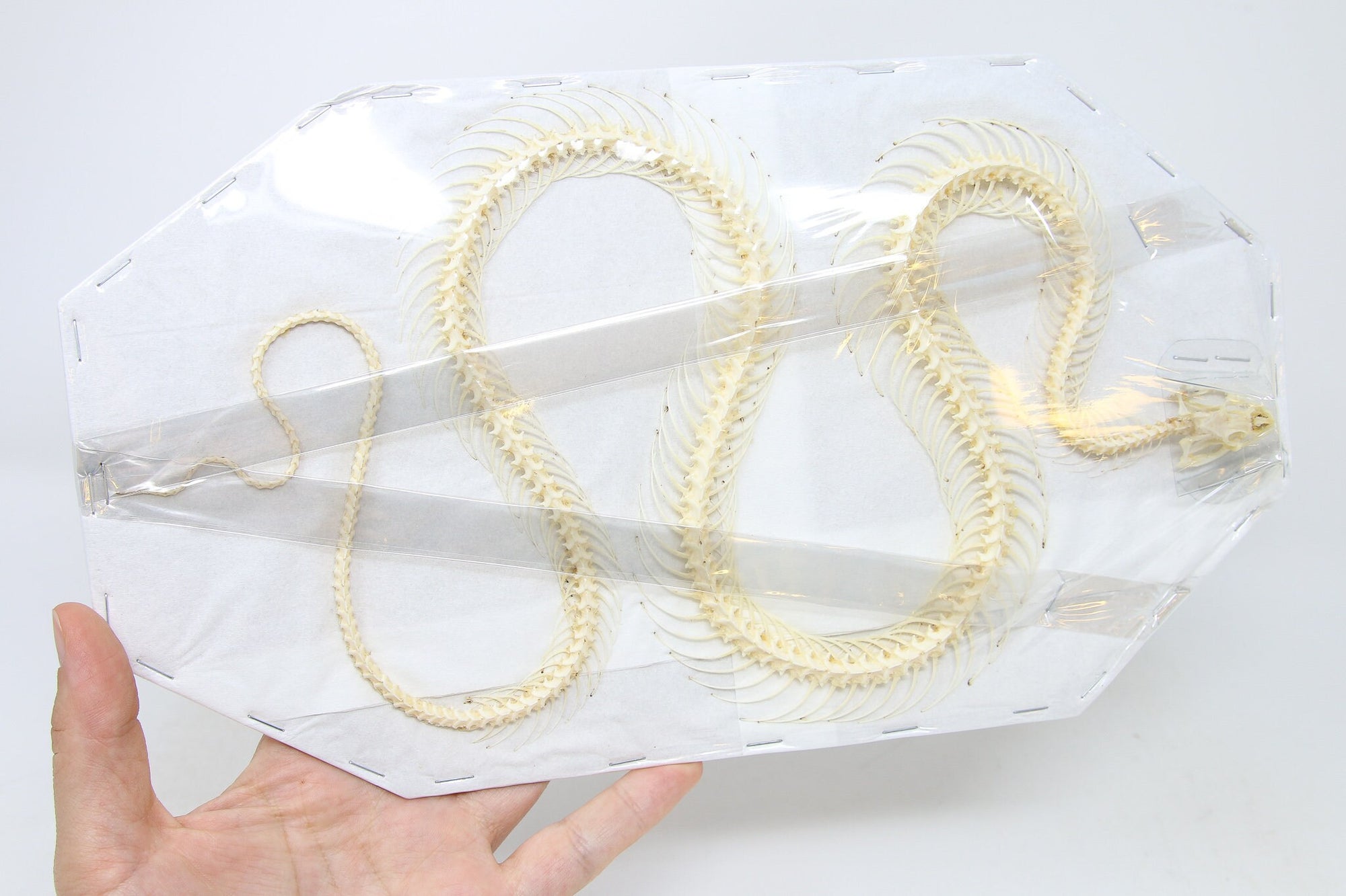 Snake Trim Clear Bag