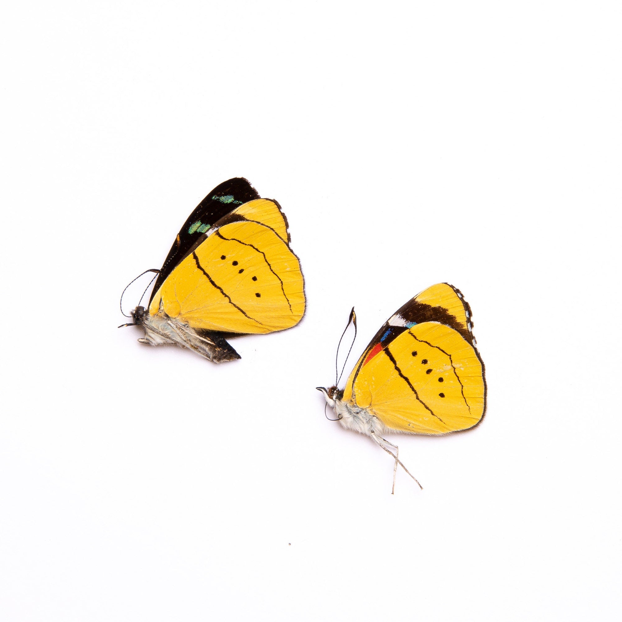 Two (2) Pieris candia, WHITE Butterflies, A1 Real Dry-Preserved Butter 