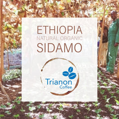 Ethiopia Sidamo Natural Organic