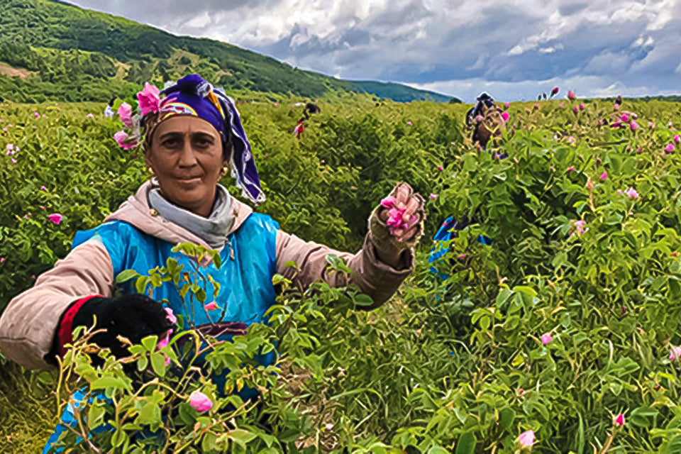 2020 certified organic Bulgarian damask rose harvest