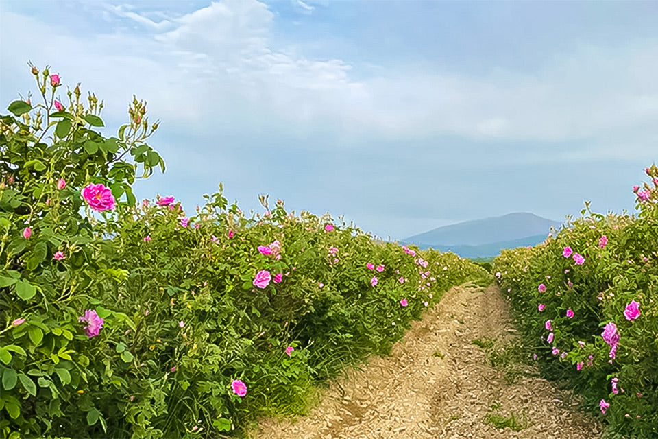 2020 certified organic Bulgarian damask rose harvest