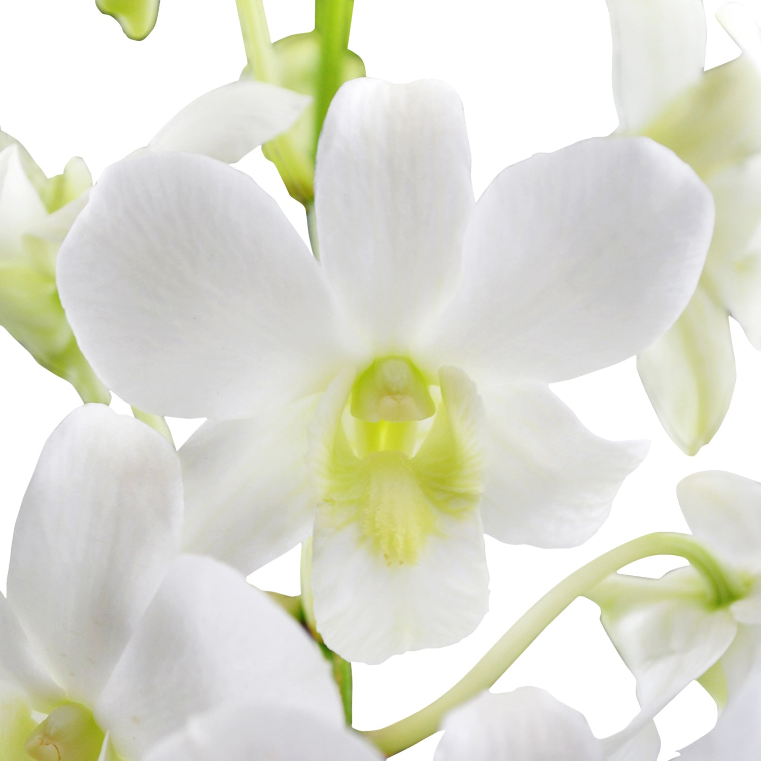 White Hybrid Dendrobium  Orchid  Orchids  in Bulk 