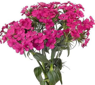 Hot Pink Dianthus Amazon, Dianthus in Bulk | Wholesaleflowers.net