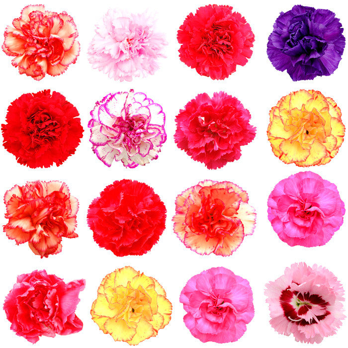 Assorted Carnations, Carnations in Bulk | Wholesaleflowers.net