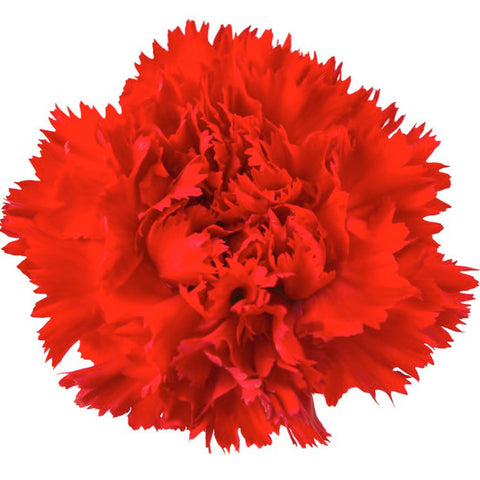 Wholesale Carnations, Carnations in Bulk | WholesaleFlowers.net