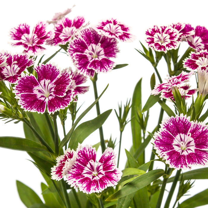Hot Pink Dianthus, Dianthus in Bulk | Wholesaleflowers.net