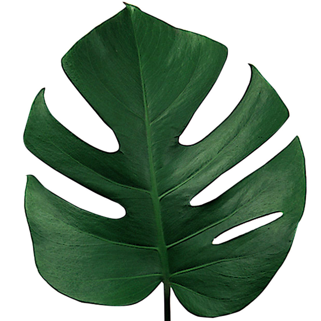 Green Monstera - wholesaleFlowers.net product image