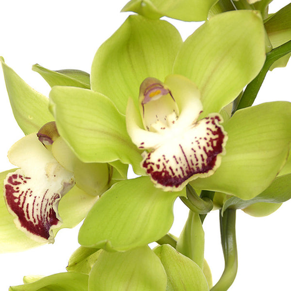 Green Cymbidium Orchids Orchids In Bulk 0376