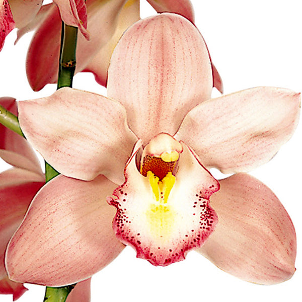 Pink Cymbidium Orchids Orchids In Bulk 