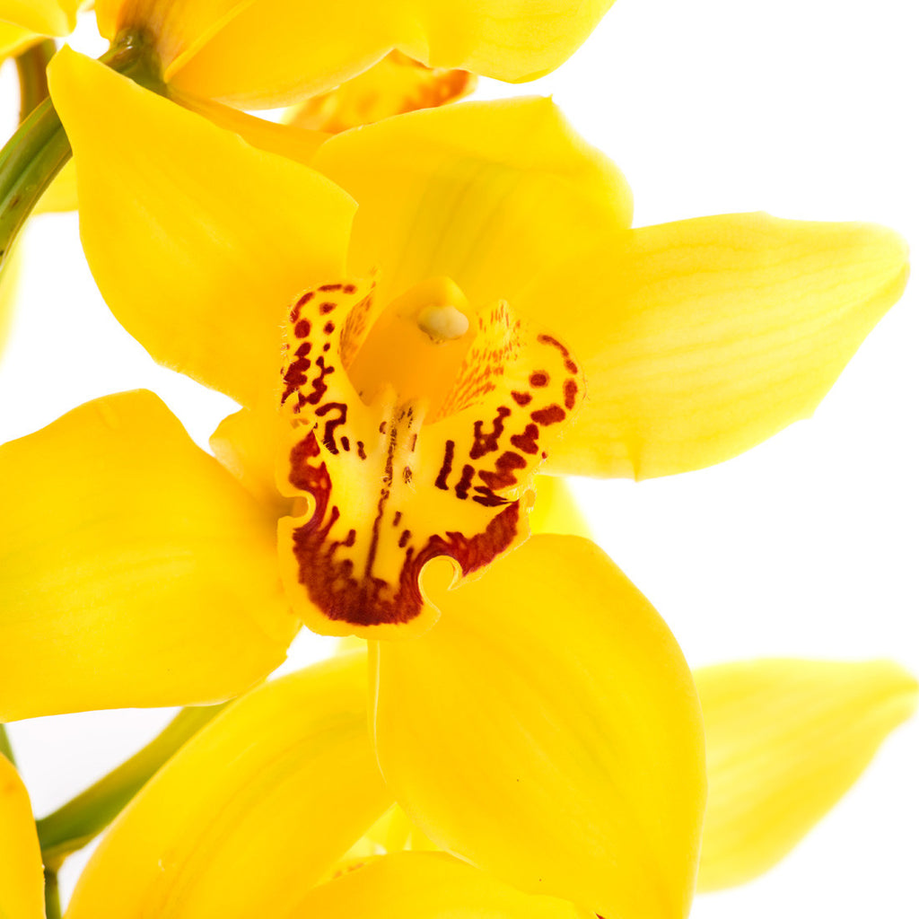 Yellow Cymbidium Orchids Orchids In Bulk 