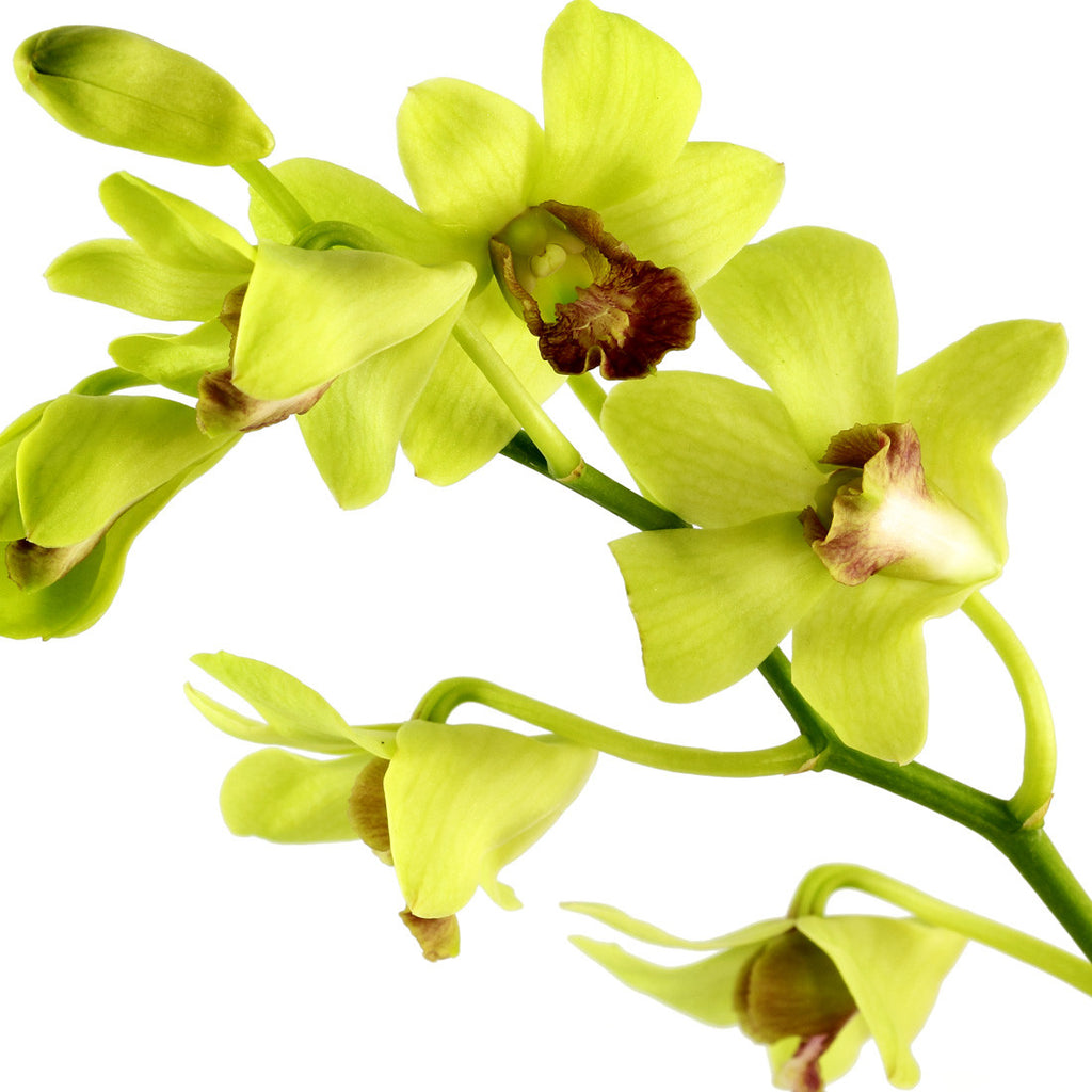 Green Dendrobium Orchids Orchids In Bulk Wholesaleflowers Net