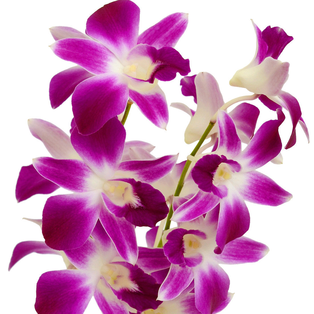 Bicolor Purplewhite Dendrobium Orchids 8632