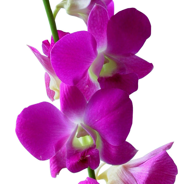 Pink Dendrobium Orchids Orchids In Bulk 6314