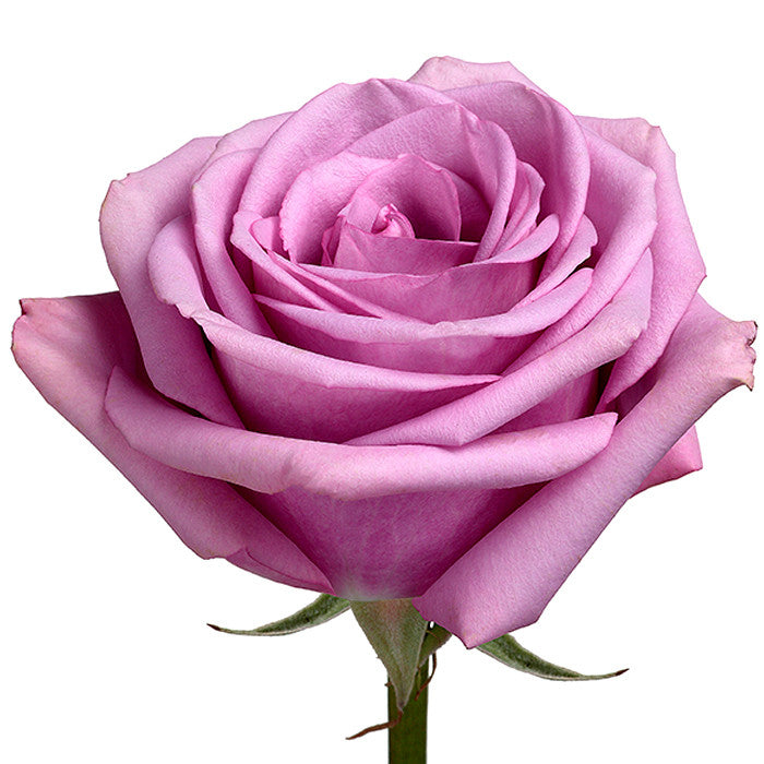 Сорт розы кул ватер фото и описание