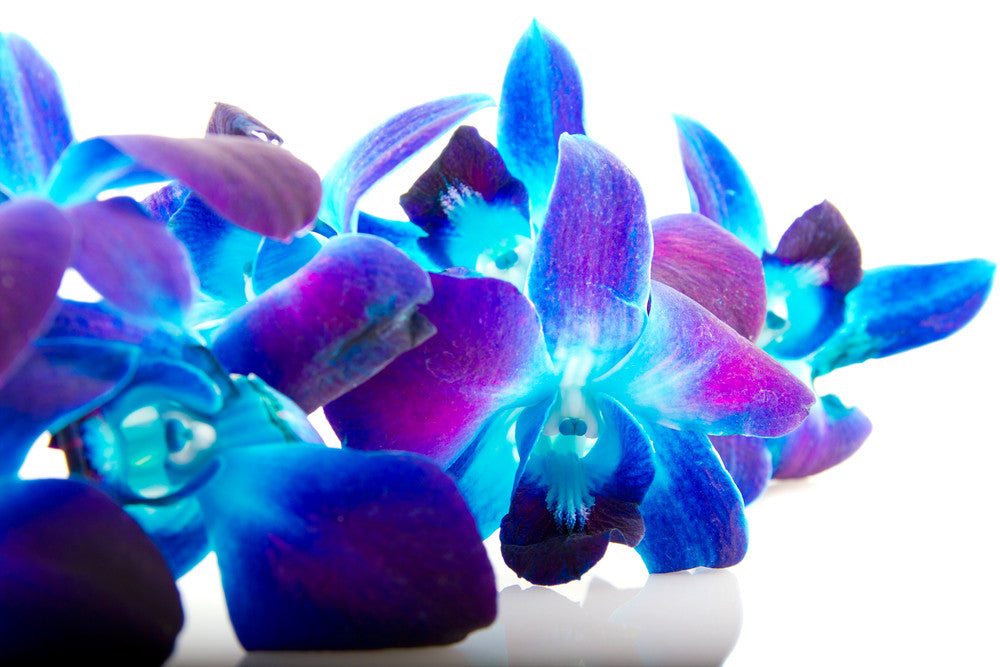 Blue Dendrobium Orchids Orchids In Bulk