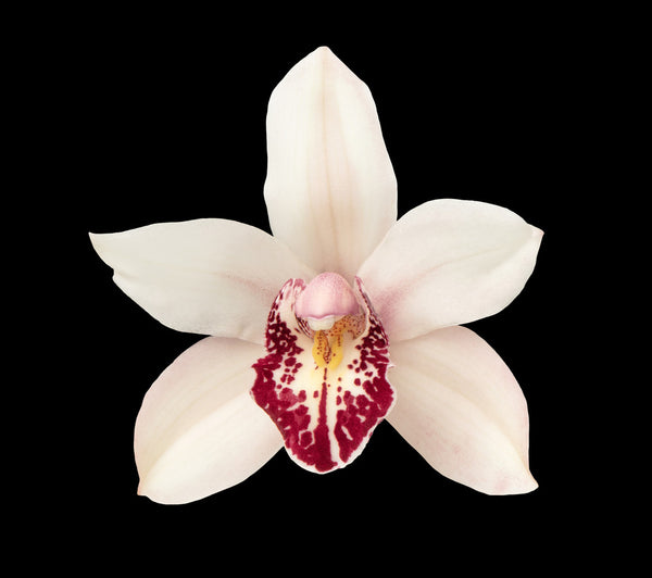 White Cymbidium Orchid Cymbium Orchids In Bulk 