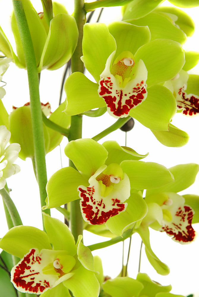 Green Cymbidium Orchids Orchids In Bulk 4312