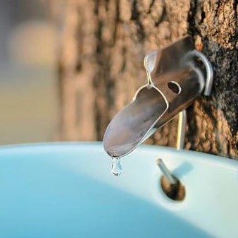 Tapping Maples