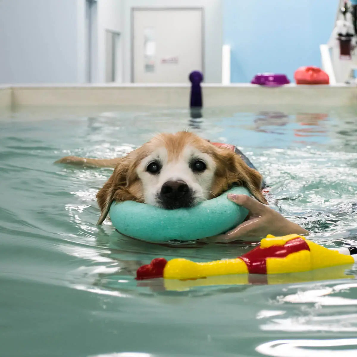 Canine Hydrotherapy Session | Vanillapup