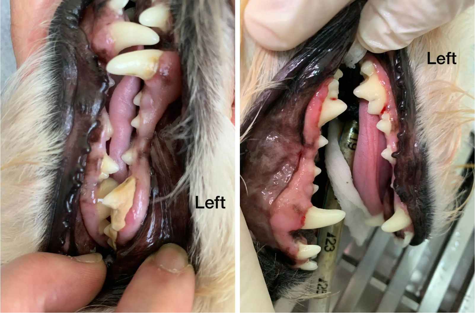 Dental scaling for Latte before and after