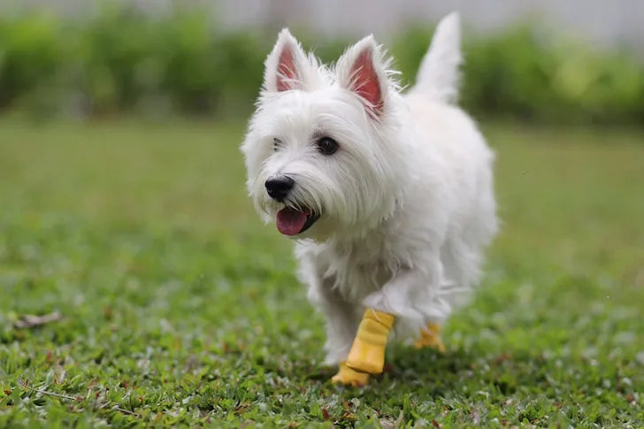 Latte exploring a garden