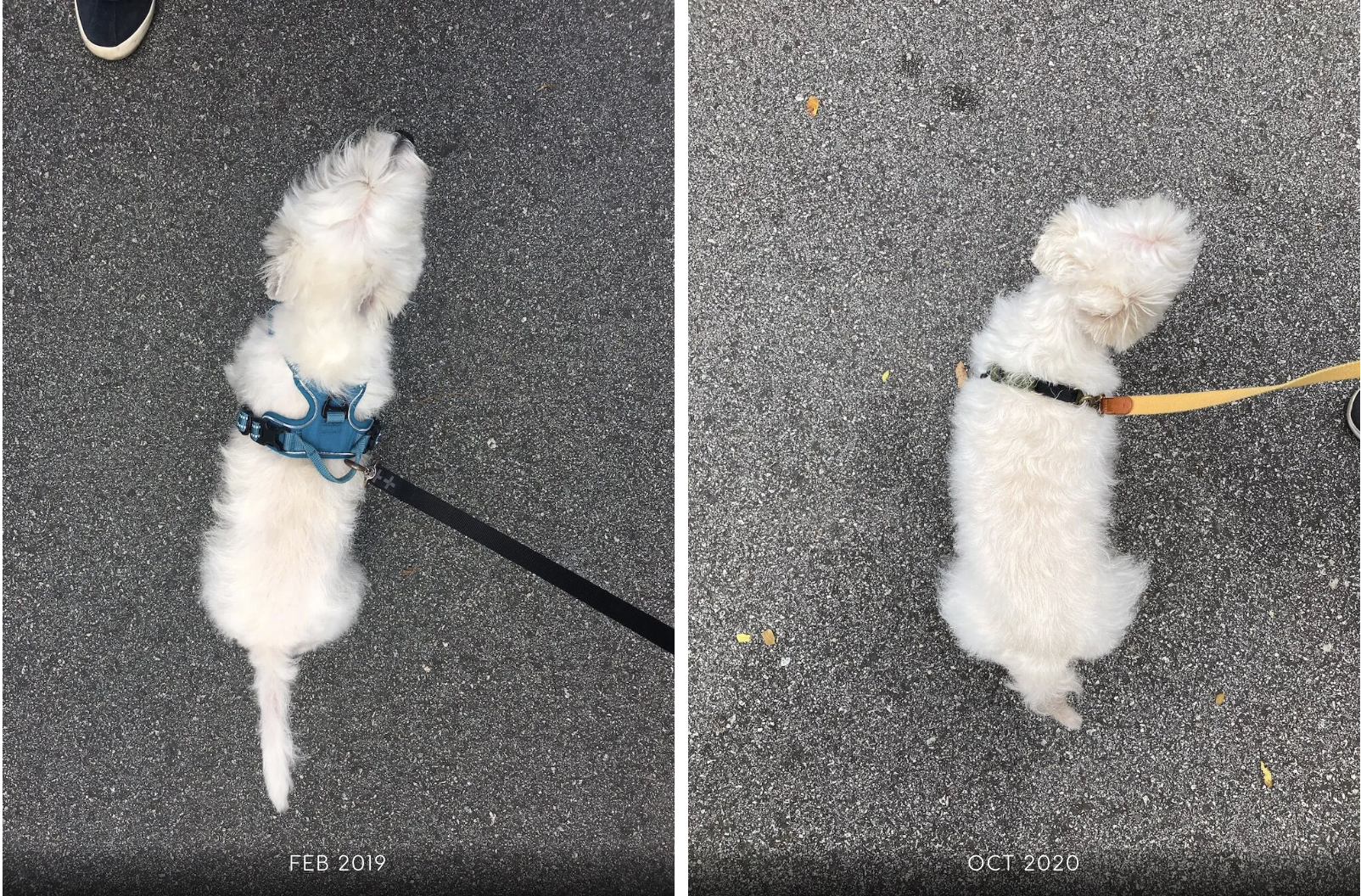 Latte's progress from Feb 2019 - Oct 2020