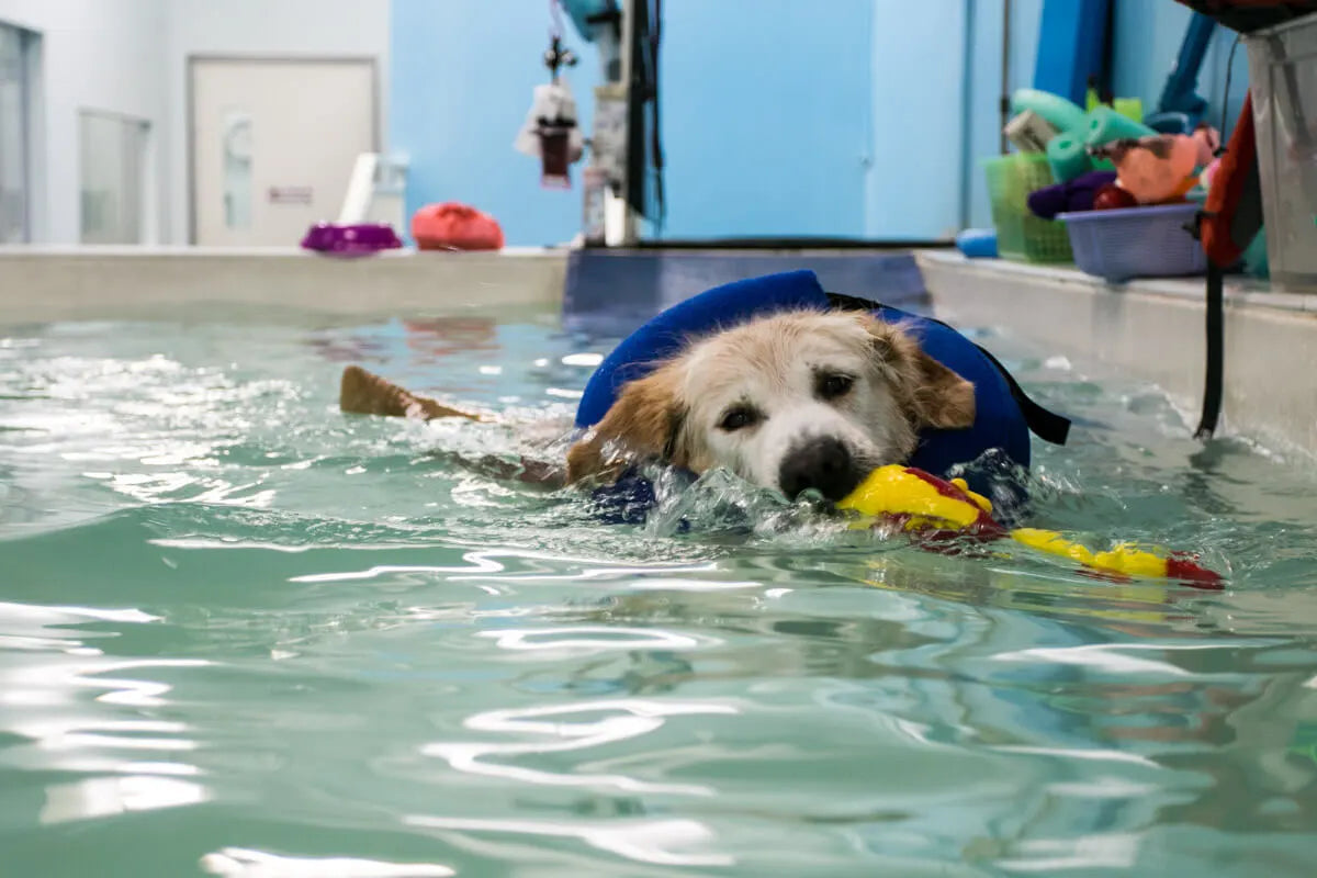 Max Says Hydrotherapy is Fun | Vanillapup
