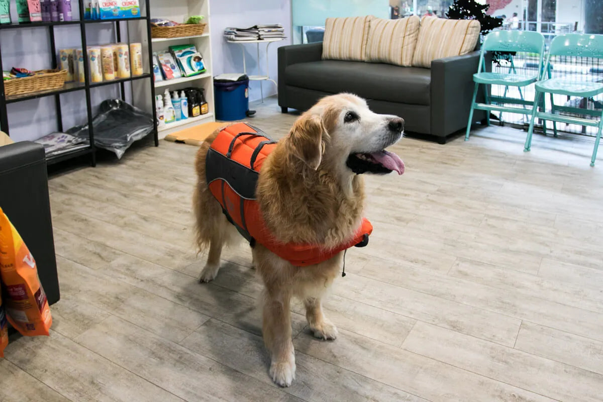 Maximus All Ready for His Swim | Vanillapup