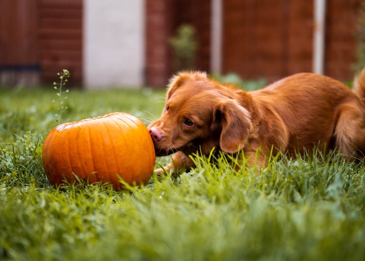 dog sniffing a pumpkin