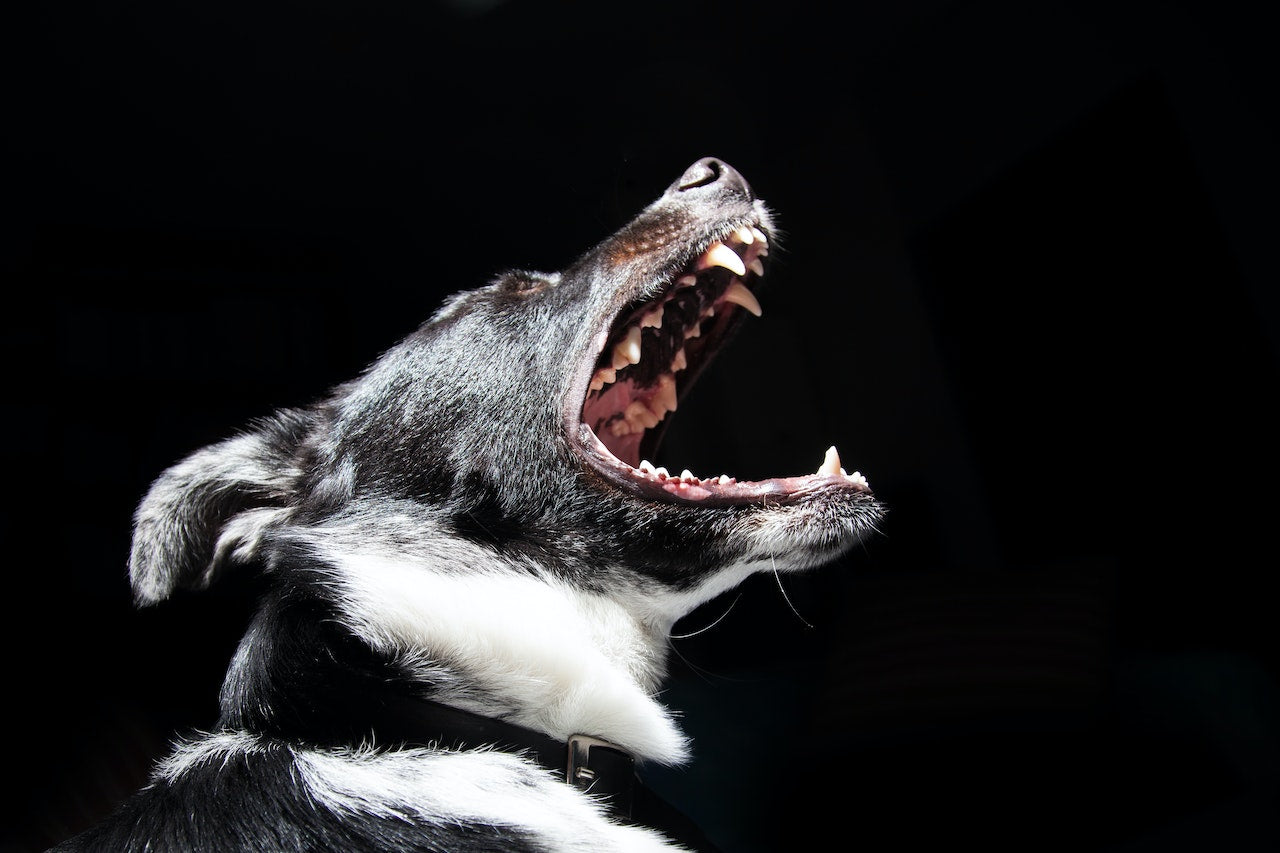 dog with sharp teeth