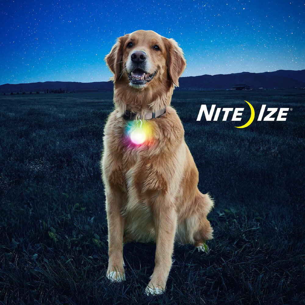 night scout rechargeable led dog collar