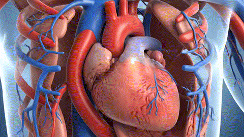 Cardiovascular Support