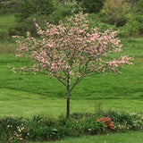 Prairie Rose Crabapple tree growing at Sunnybrook Gardens Ltd