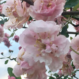 Prairie Rose Crabapple blooms at Sunnybrook Gardens Ltd