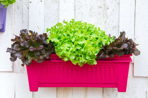 Windowsill growing GROW COOK EAT lettuce in pots ultimate starter GROWBOX