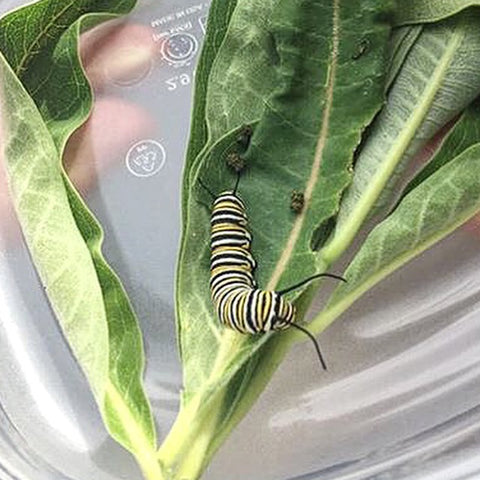 Monarch Caterpillar - Garden Path Homemade Soap - Canada