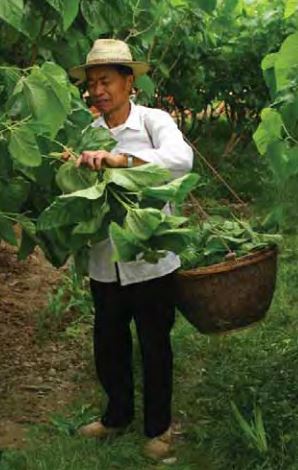 farmer gathering mulberry leaves to feed to silkworms