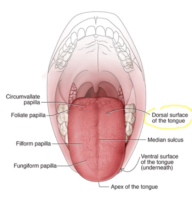 tongue anatomy