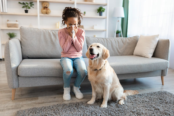 Girl Sneezes Near Golden Retriever