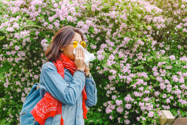 Woman Sneezes Near Cherry Blossoms