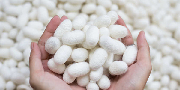 A woman's cupped hands holding white silk cocoons
