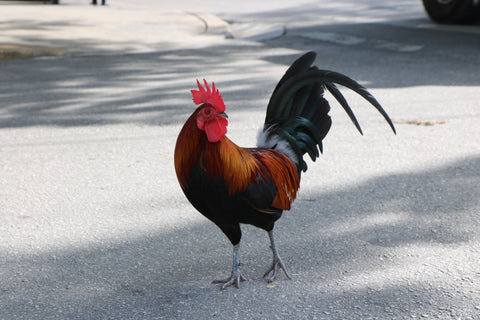 Key West Rooster