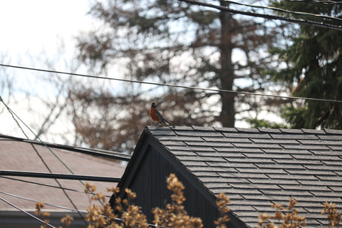 robin on roof
