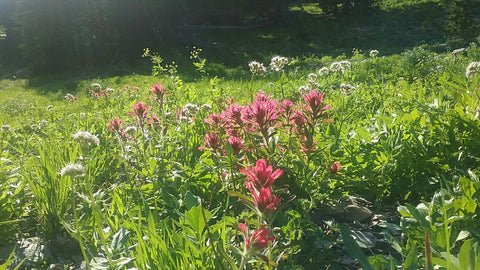 Indian Paintbrush