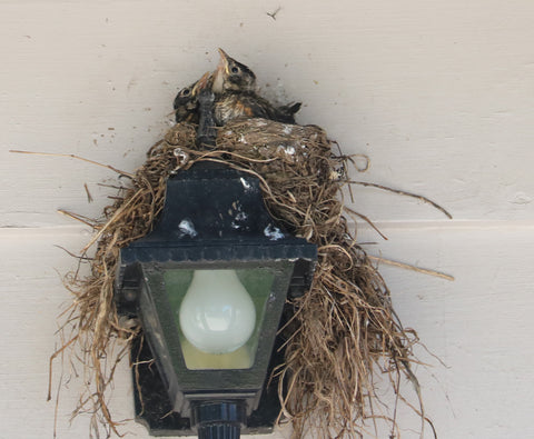 baby robins