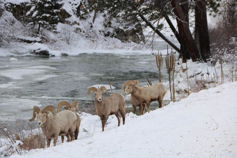 big horn sheep