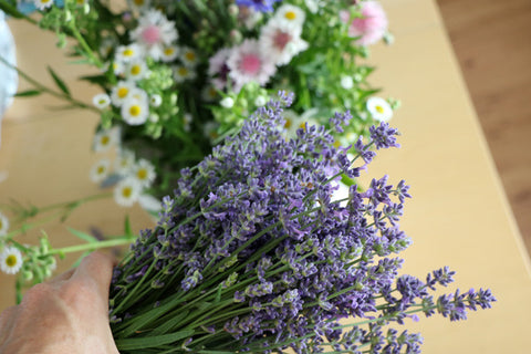 english lavender