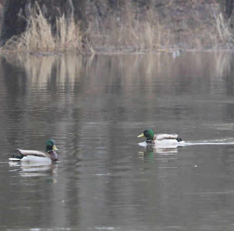 mallard ducks