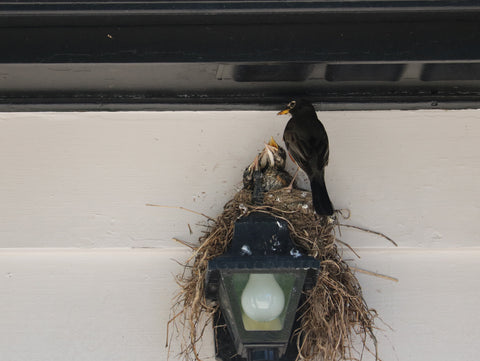 robin feeding babies