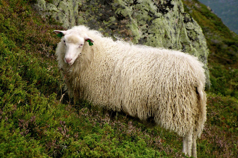 Norway sheep